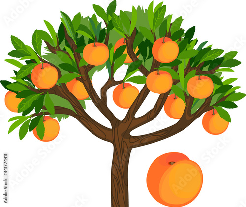Peach tree with green leaves and ripe fruits isolated on white background