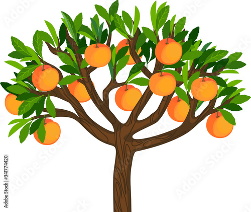 Peach tree with green leaves and ripe fruits isolated on white background