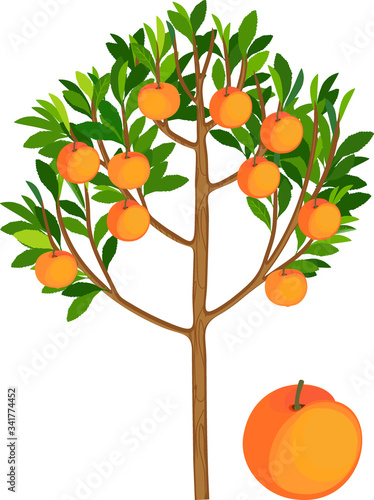 Peach tree with green leaves and ripe fruits isolated on white background