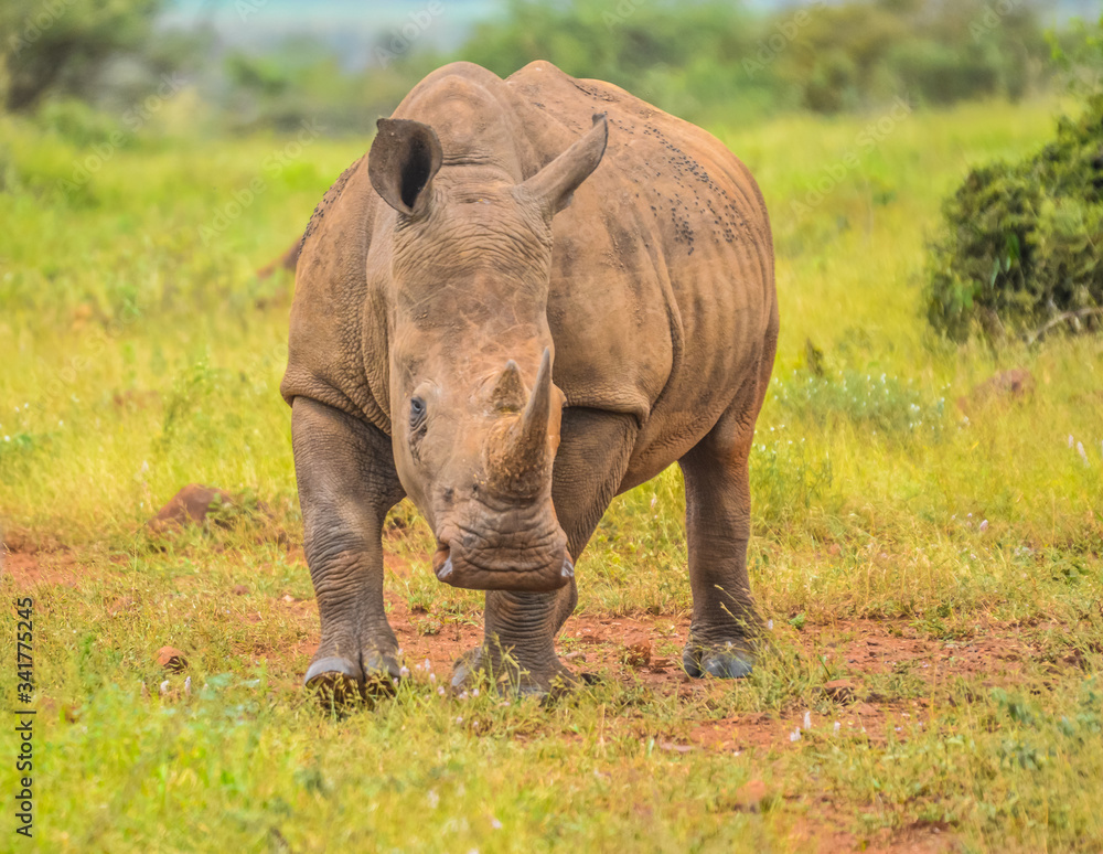 Fototapeta premium Portrait of a large white Rhinoceros or Rhino isolated on white taken in Kruger park during safari