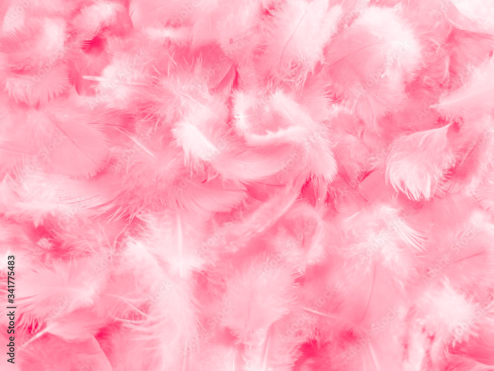 Beautiful abstract colorful white and pink feathers on white background and soft white feather texture on white pattern and pink background, colorful feather, pink banners Beautiful abstract colorful white and pink feathers on white background and soft white feather texture on white pattern and pink background, colorful feather, pink banners