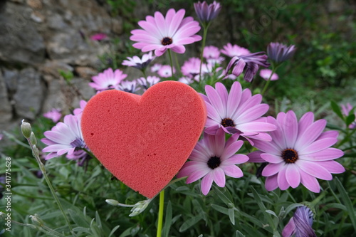 Red heart in foam in the shape of a flower. Garden with pink daisies in bloom with a heart symbolizing love.