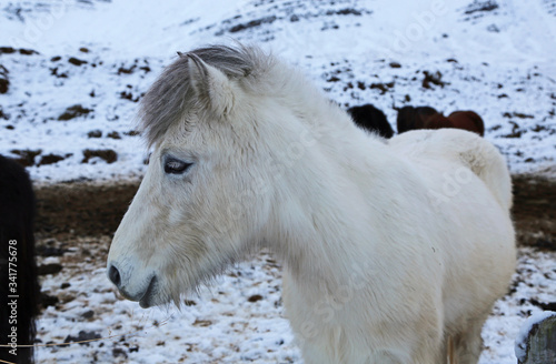 Fototapeta Naklejka Na Ścianę i Meble -  White Icelandic Horse in profile - Iceland