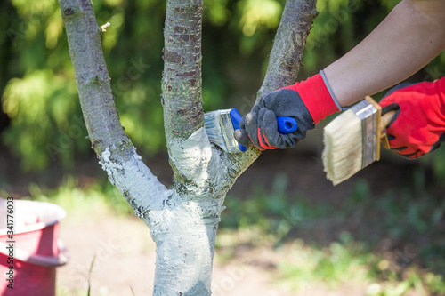 Whitewashing tree trunk spring garden work © 2207918