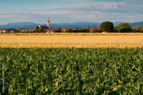 Dörfliche Idylle vor reifen Kornfeldern