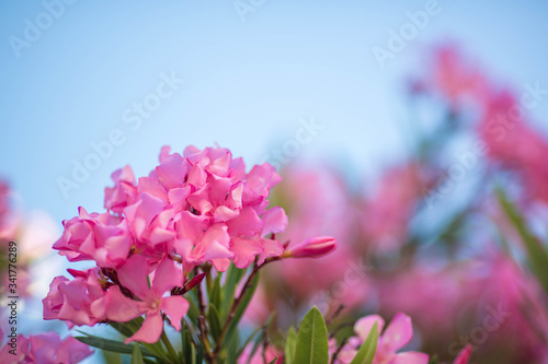 Blooming branches   flowers of a pink oleander against a bright clear blue sky. Daylight. Close.