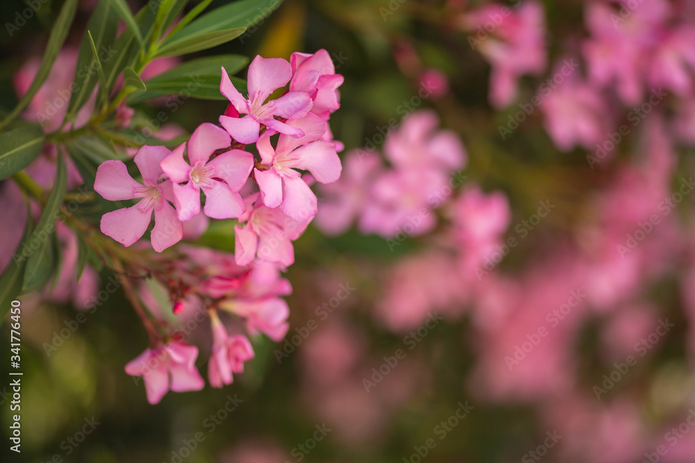 Flowering branches / flowers of a pink oleander tree. Daylight. Close up. Flowering branches / flowers of a pink oleander tree. Daylight. Close up.