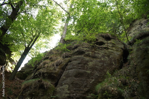 Trees in the Bastai Mountains