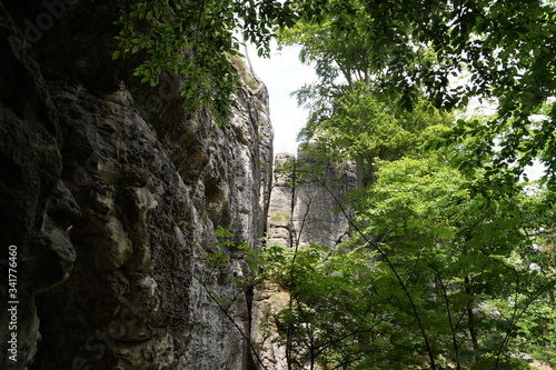 Trees in the Bastai Mountains