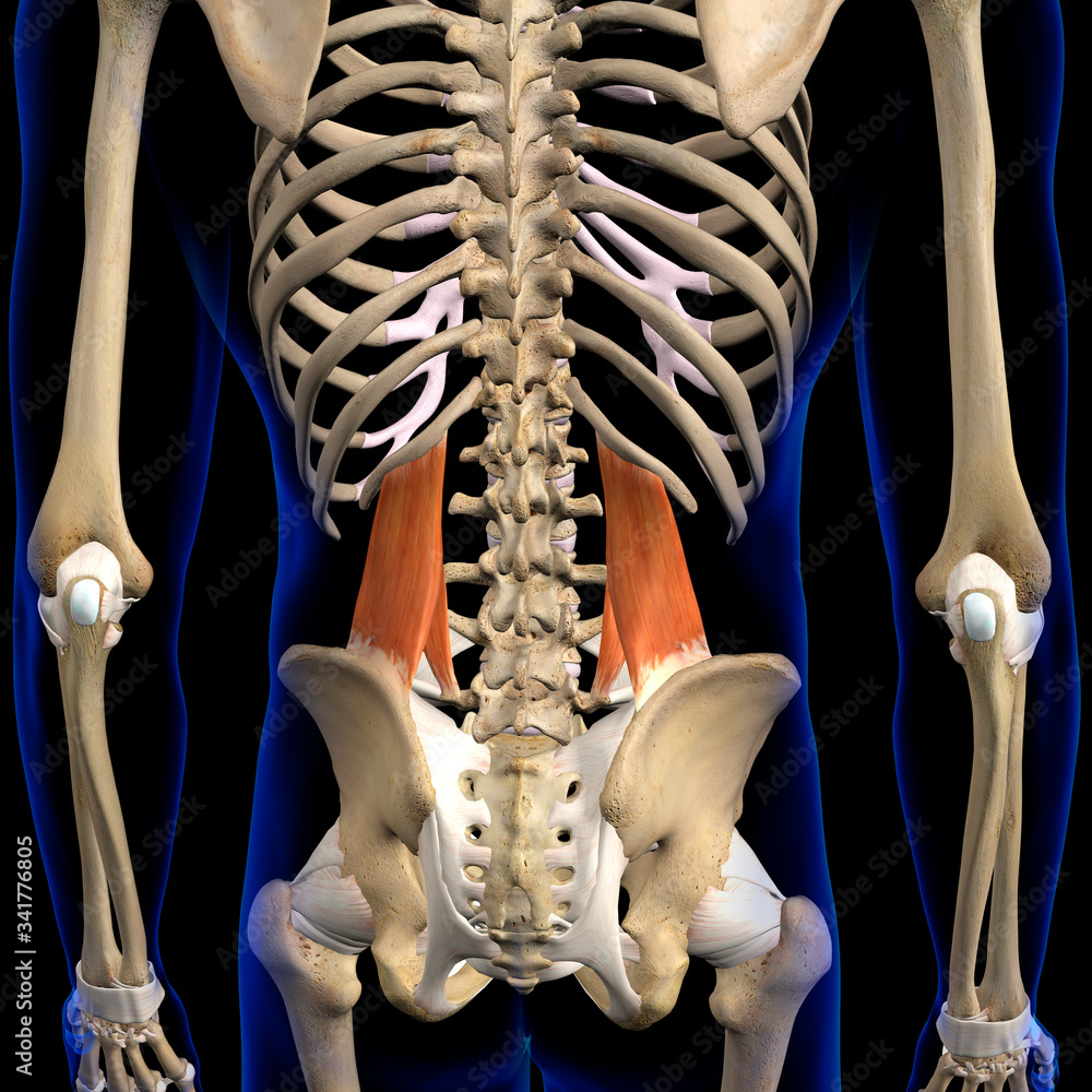 Quadratus Lumborum Muscles in Isolation Rear View of Upper Back Human