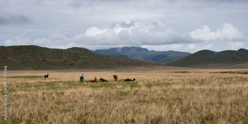 Horses grazing high up in the Andes mountain range in the Antisana ecological reserve