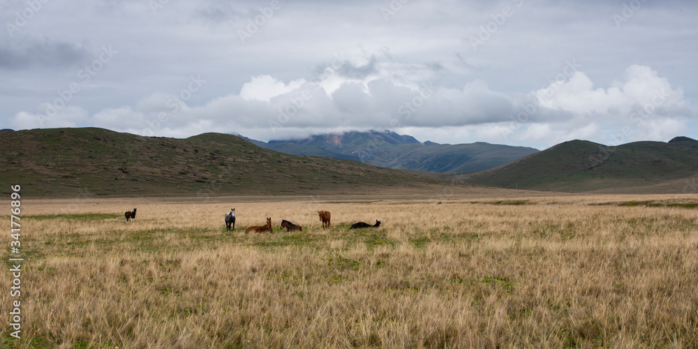 Horses grazing high up in the Andes mountain range in the Antisana ecological reserve Horses grazing high up in the Andes mountain range in the Antisana ecological reserve