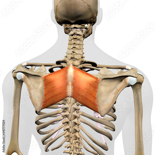 Rhomboid Major Muscles in Isolation Rear View of Upper Back Human Anatomy