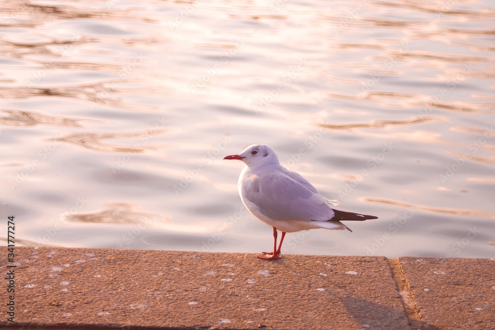 seagull on the beach seagull on the beach