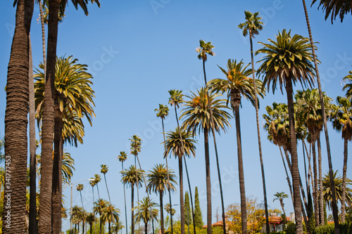 Street in Beverly Hills, California