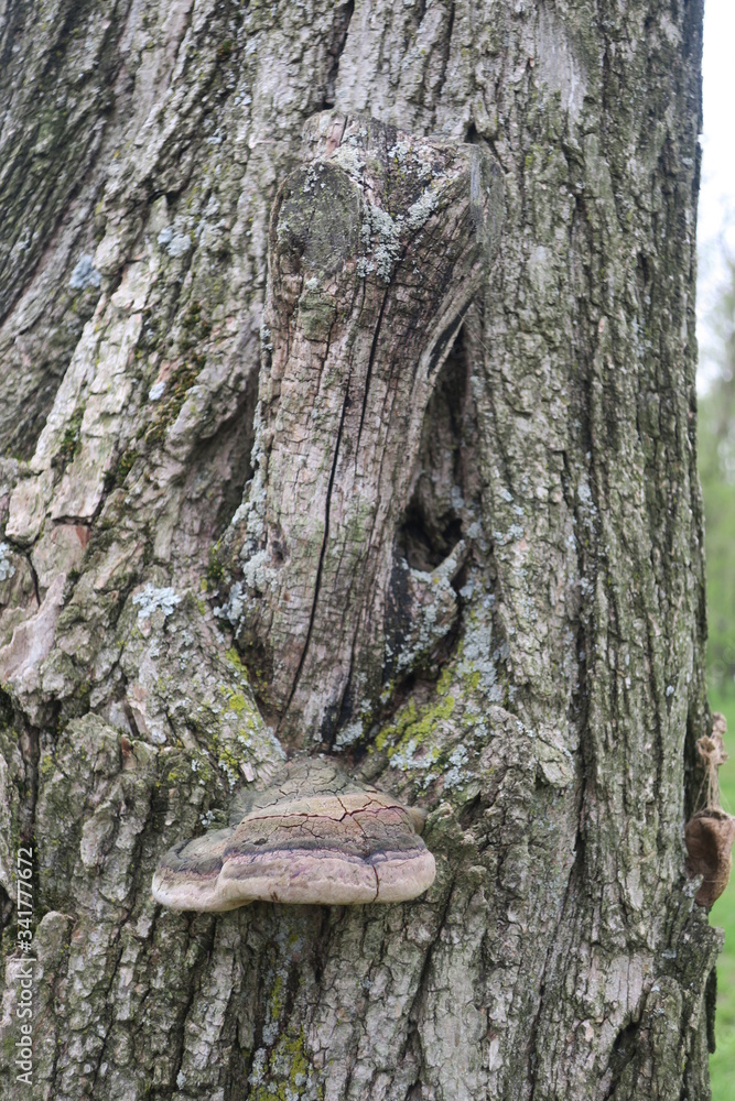 Fomes (Hoof) Fungus On Tree Fomes (Hoof) Fungus On Tree