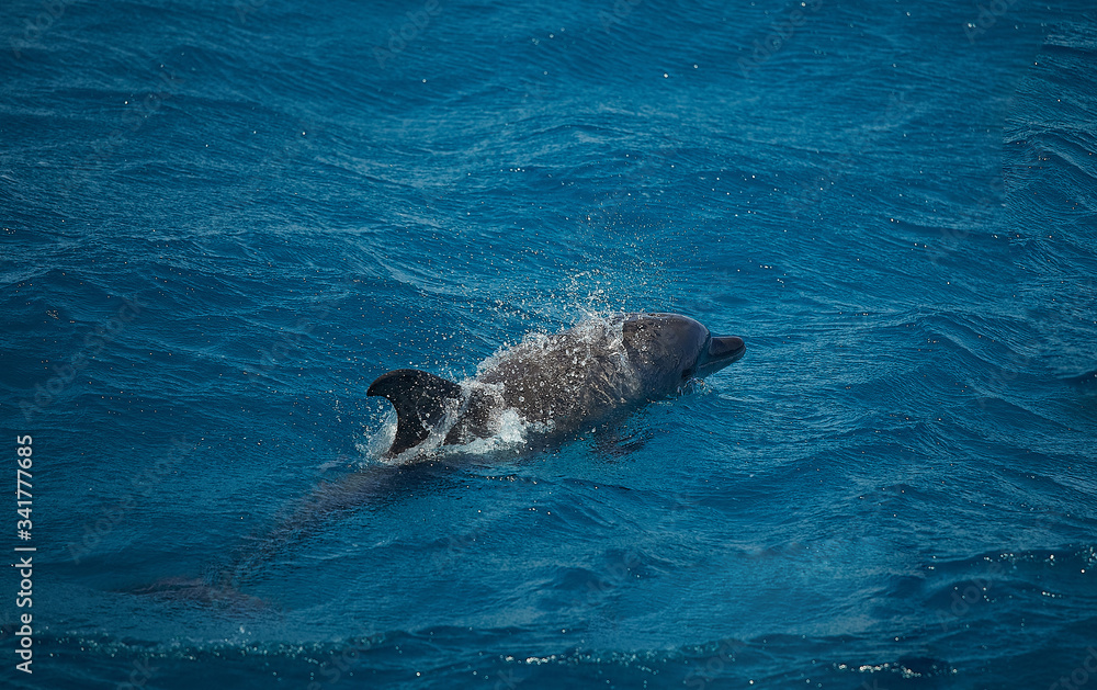 Obraz premium Dolphin swims in the sea