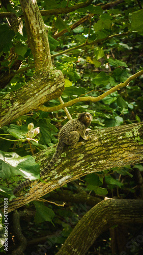 monkey on a tree