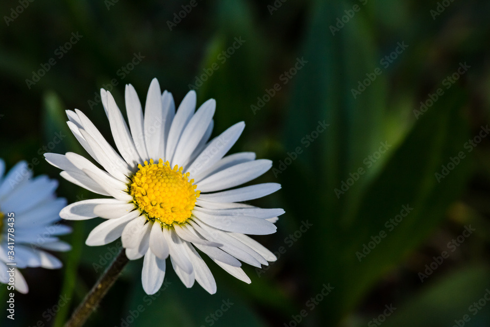 Spring flowers. Spring nature background. Close up of fresh tender chamomile in spring blooming field. Spring flowers. Spring nature background. Close up of fresh tender chamomile in spring blooming field.