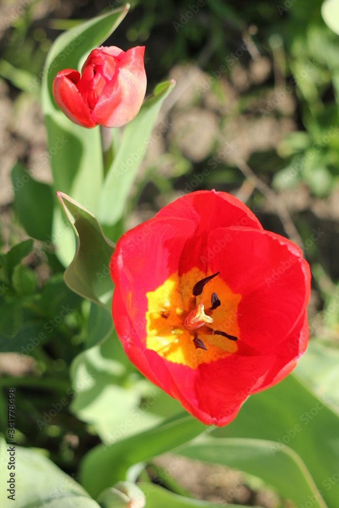 red tulips in the garden