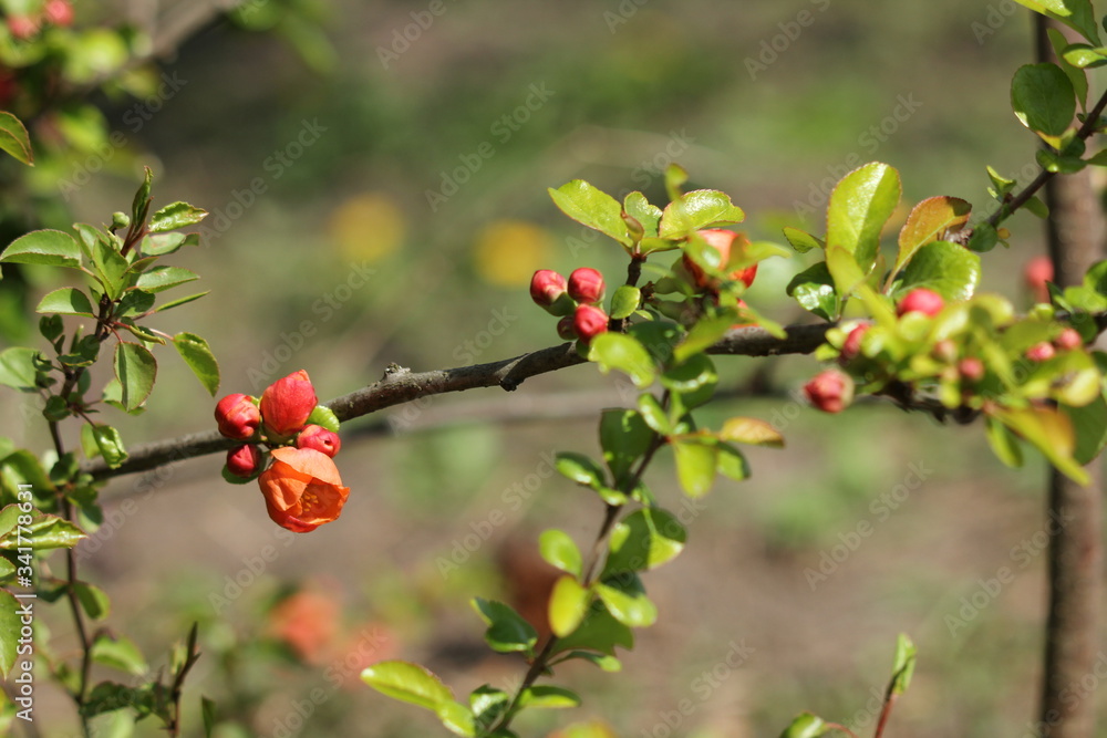 blooming barberry