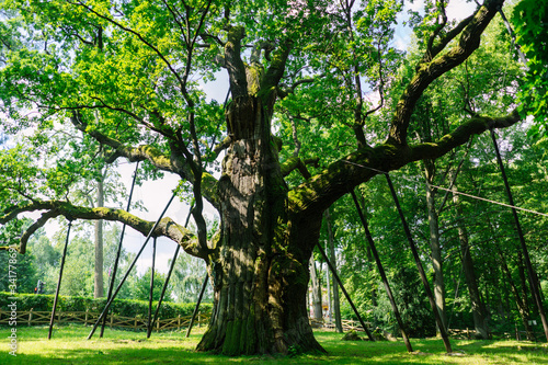 dąb Bartek drzewo stare ogromne duże pomnik przyrody cud natury las muzeum