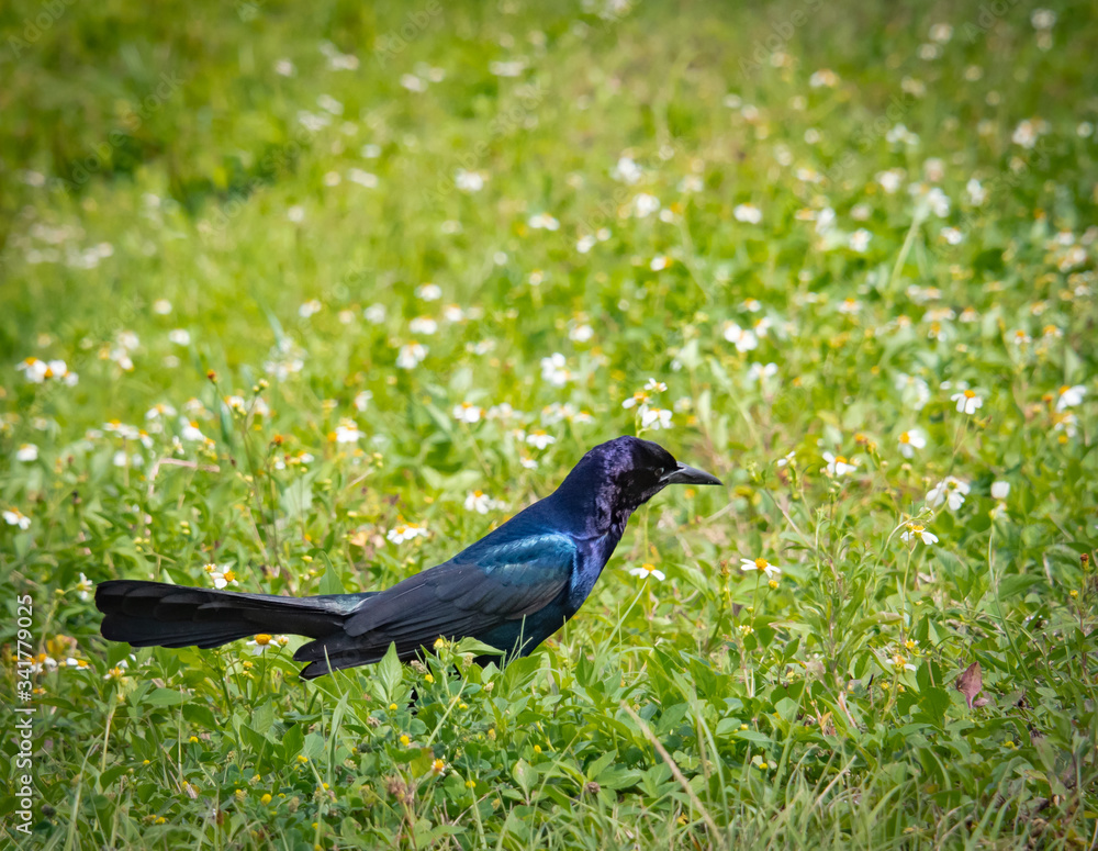 Boat Tailed Grackle hunting in the grass in Viera wetlands in Florida. Boat Tailed Grackle hunting in the grass in Viera wetlands in Florida.