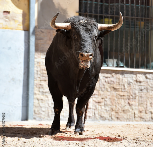 black bull with big horns