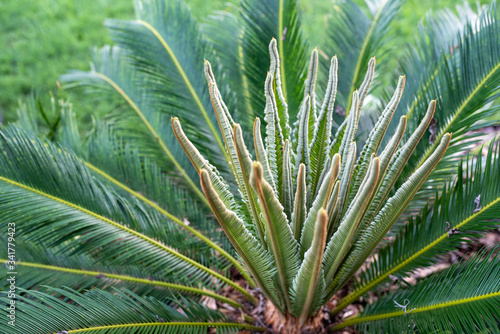 SAGO Palm  Cycas plant new bud cone converting into new leafs with curled edges