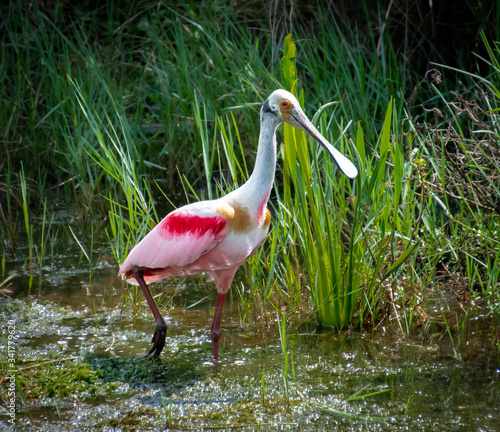 Photography Roseate Spoonbill fishing in Viera wetlands marsh in Florida.