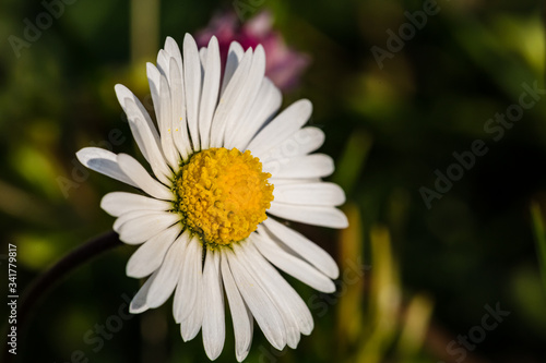 Spring flowers. Spring nature background. Close up of fresh tender chamomile in spring blooming field.