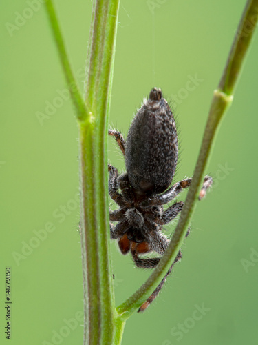 P1010002 underside of a Platycryptus californicus jumping spider cECP 2020 photo