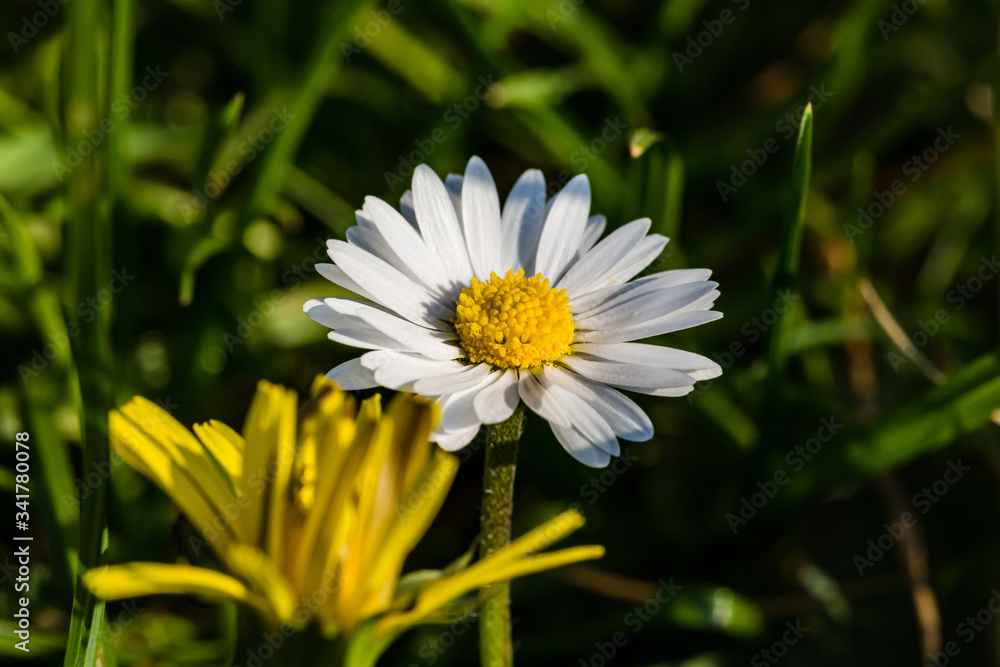 Spring flowers. Spring nature background. Close up of fresh tender chamomile in spring blooming field. Spring flowers. Spring nature background. Close up of fresh tender chamomile in spring blooming field.