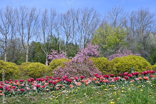 Photography spring flowers in Kurpark Oberlaa Vienna