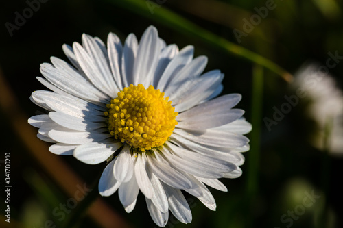 Spring flowers. Spring nature background. Close up of fresh tender chamomile in spring blooming field.