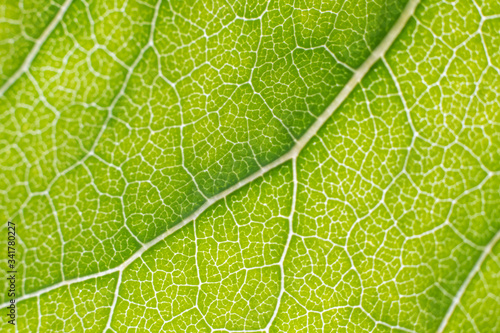 Tableau sur toile Leaf vein pattern macro