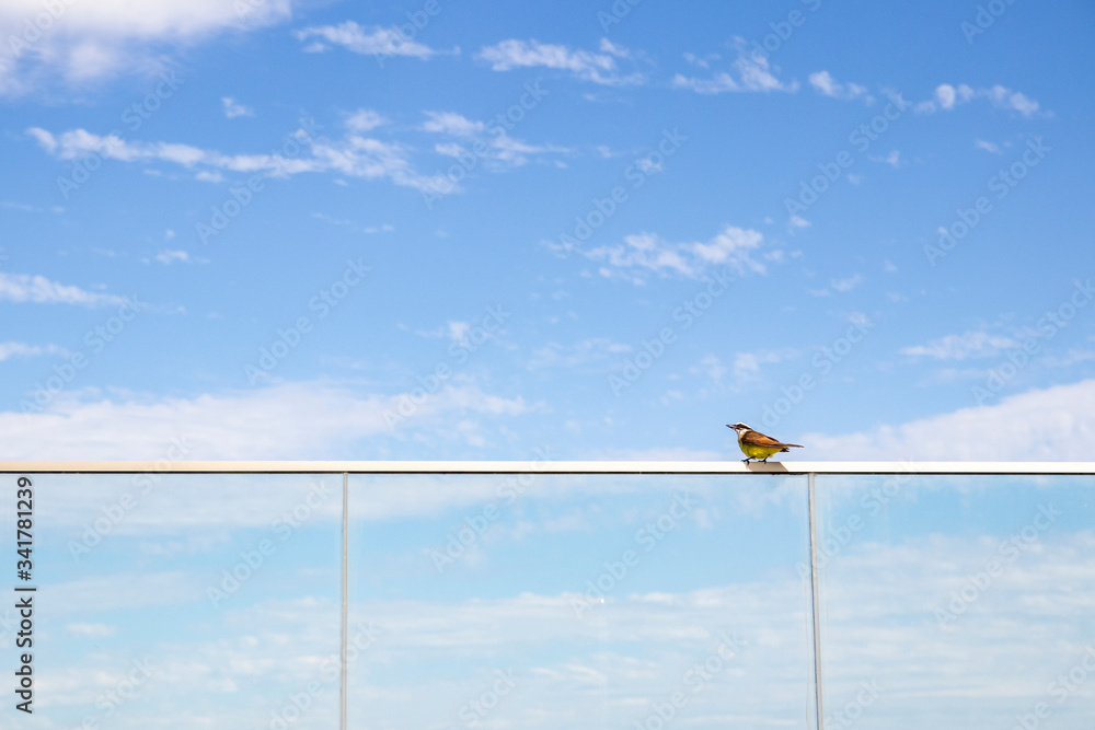Obraz premium The great kiskadee (Pitangus sulphuratus) on blue sky background