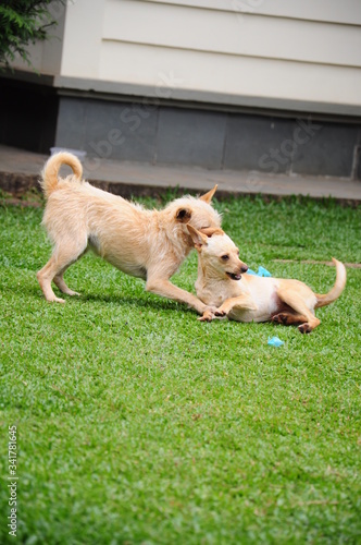 Two dogs playing on the grass