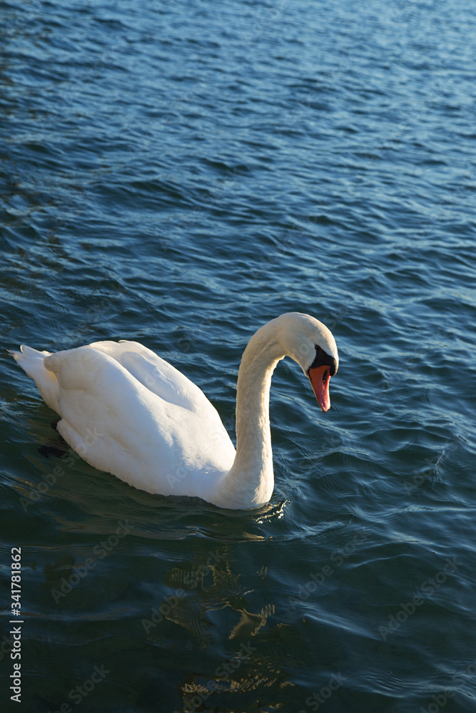 Obraz premium Cygnes