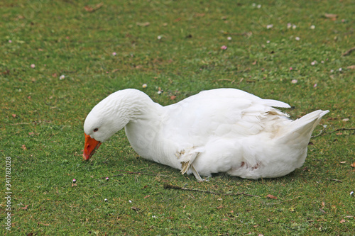 white goose pecking on the green grass