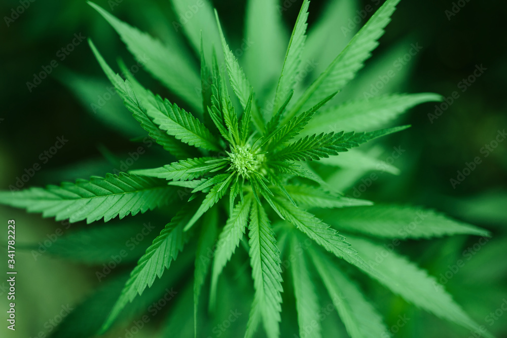 Green fresh marijuana bush outside. Green fresh marijuana bush outside.