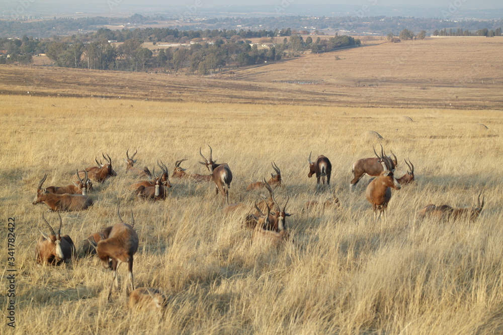 Naklejka premium SAMSUNG CSC