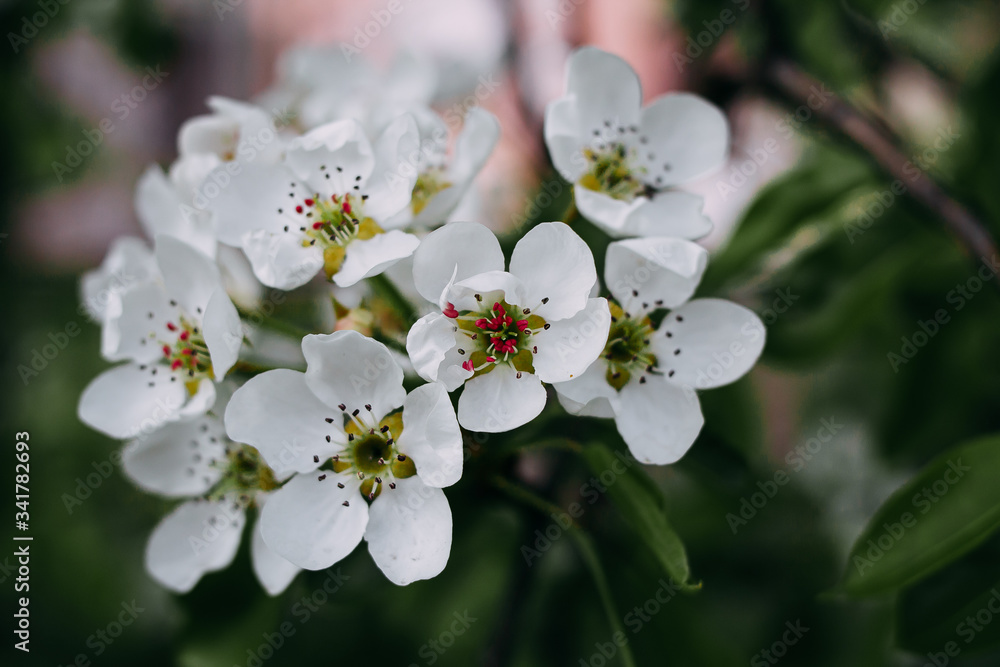 apple tree blossom apple tree blossom
