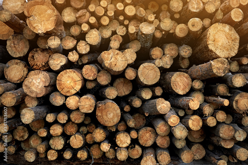 Fototapeta premium Stacked cut logs