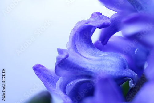 Hyacinthus purple color flower bud macro