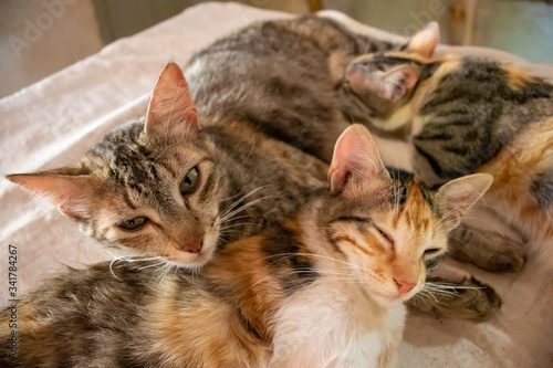 Fototapeta Naklejka Na Ścianę i Meble -  Família de gatos domésticos juntos dormindo e amamentando 