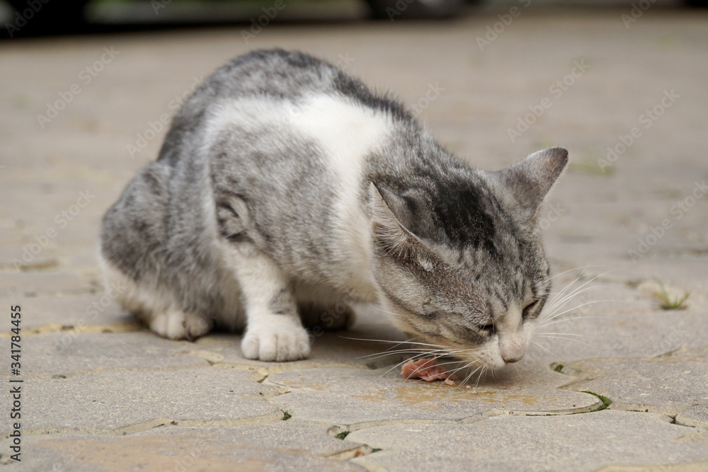 Gray cat eats sausage sitting on the sidewalk... Gray cat eats sausage sitting on the sidewalk...