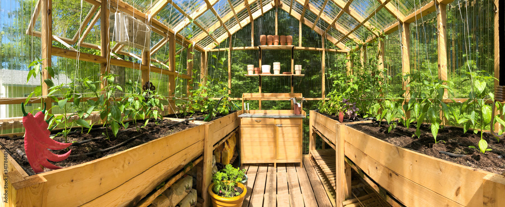 Panoramic view of a greenhouse with plants growing in June - obrazy, fototapety, plakaty 