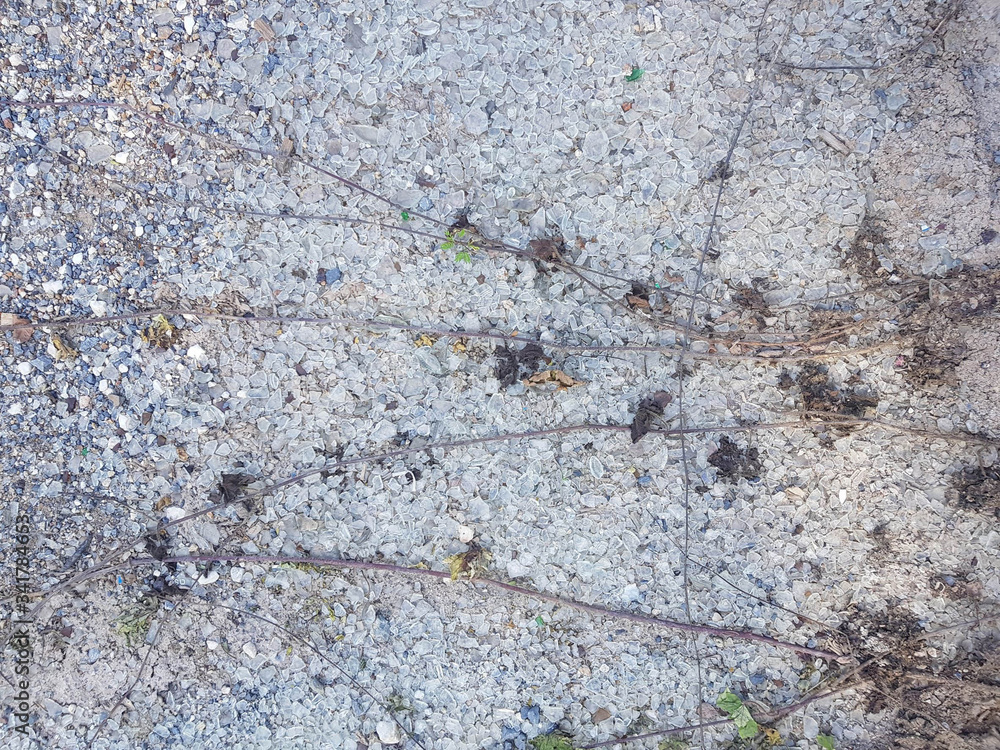 ants on the ground ants on the ground