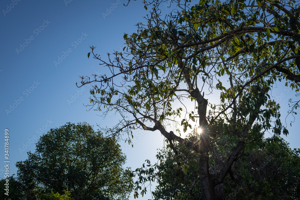 Brilho do Sol em meio a arvores na natureza com o céu azul de contraste, outono, brasil Brilho do Sol em meio a arvores na natureza com o céu azul de contraste, outono, brasil